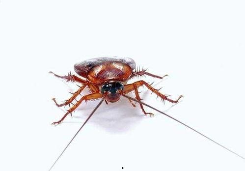 娱乐吃瓜酱大蟑螂